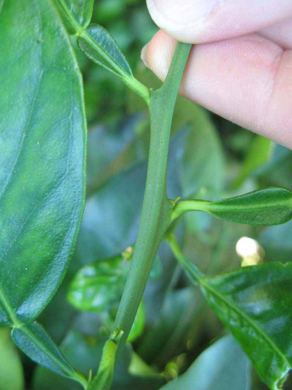              First year twig (Winter Haven, FL)       